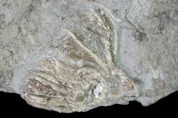 Two Fossil Crinoids (Aorocrinus & Dichocrinus) - Gilmore City, Iowa #149034